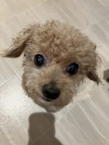 しっぽ